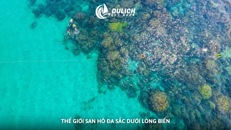 Thế giới san hô đa sắc dưới lòng biển