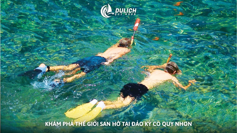 Khám phá thế giới san hô tại đảo Kỳ Co Quy Nhơn