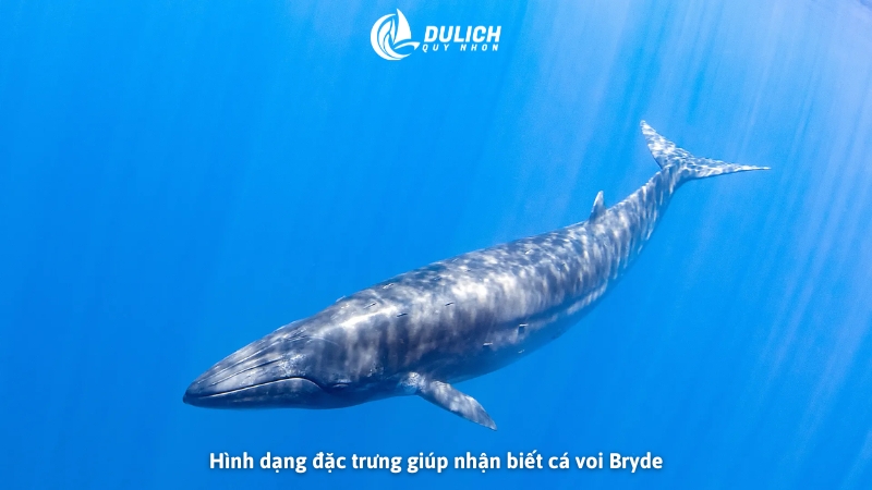 Hình dạng đặc trưng giúp nhận biết cá voi Bryde