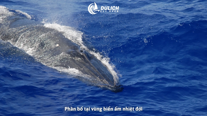 Phân bố tại vùng biển ấm nhiệt đới