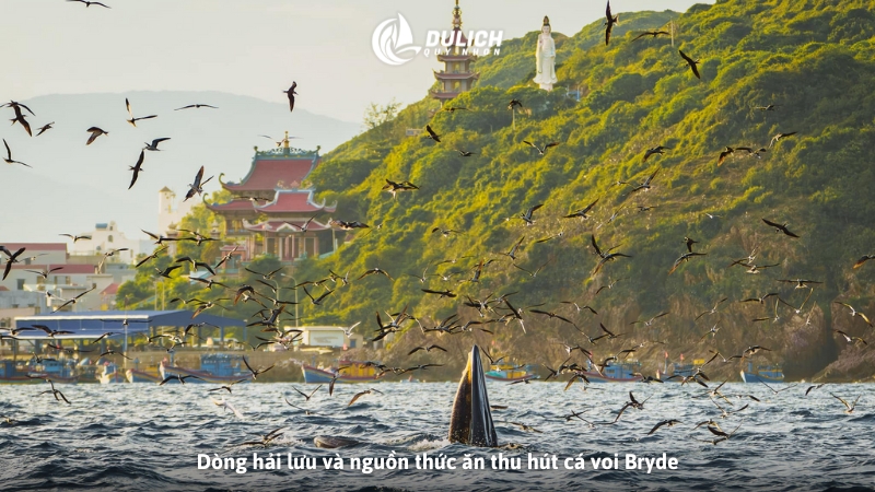 Dòng hải lưu và nguồn thức ăn thu hút cá voi Bryde