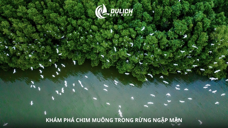 Khám phá chim muông trong rừng ngập mặn