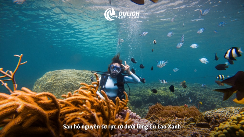 San hô nguyên sơ rực rỡ dưới lòng Cù Lao Xanh
