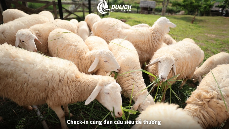 Check-in cùng đàn cừu siêu dễ thương 