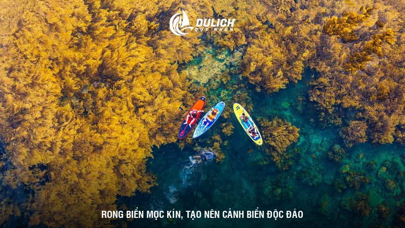 Rong biển mọc kín, tạo nên cảnh biển độc đáo 