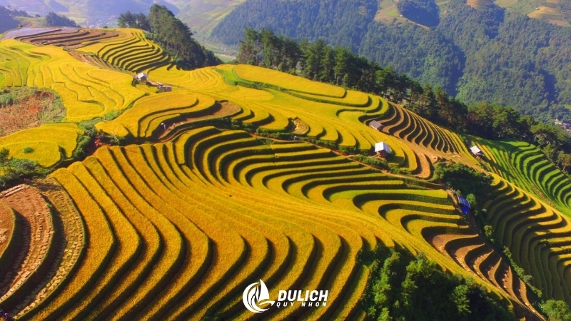 Mù Cang Chải với ruộng bậc thang vàng óng mùa lúa chín