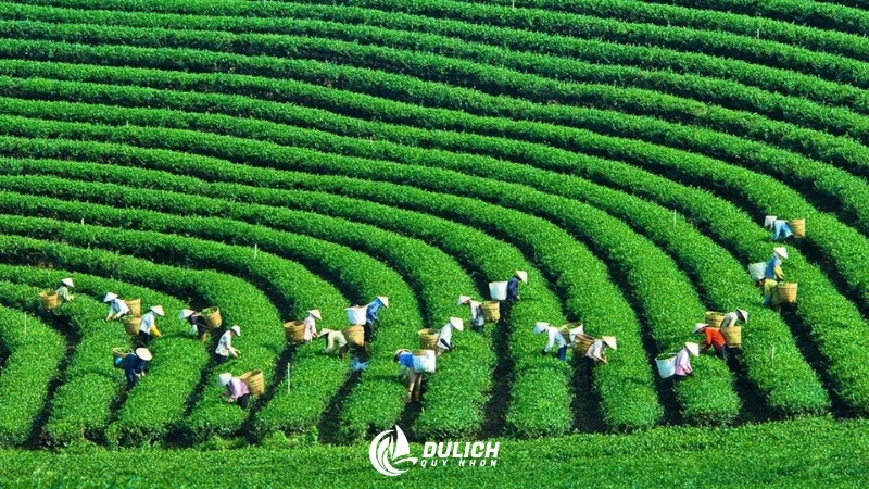 Đồi chè Mộc Châu xanh mướt, tuyệt vời để thư giãn