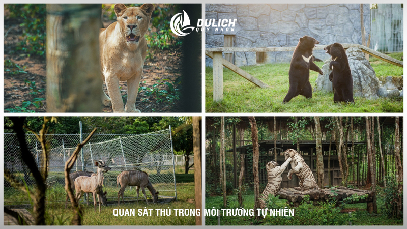 Quan sát thú trong môi trường tự nhiên