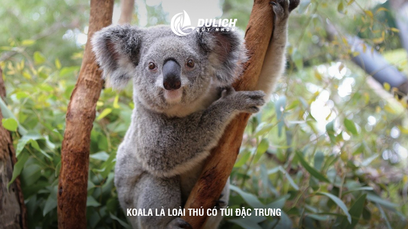 Koala là loài thú có túi đặc trưng