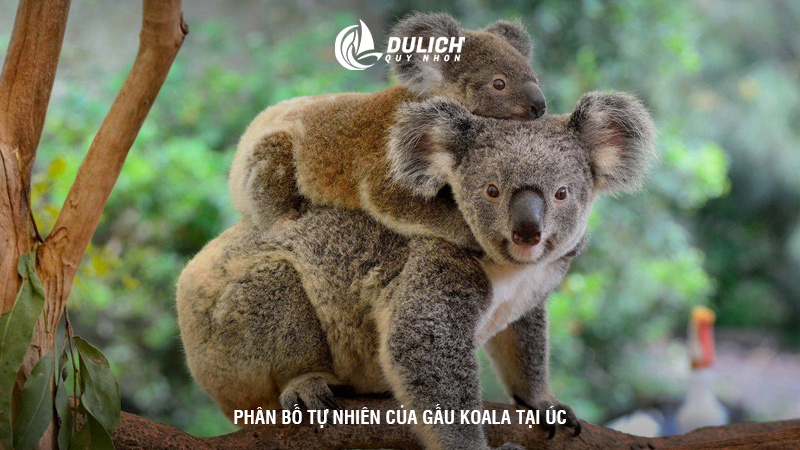 Phân bố tự nhiên của gấu Koala tại Úc