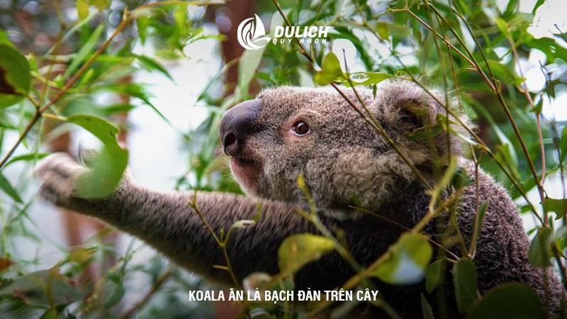 Koala ăn lá bạch đàn trên cây