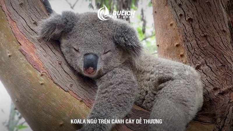 Koala ngủ trên cành cây dễ thương