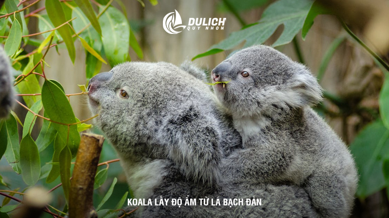 Koala lấy độ ẩm từ lá bạch đàn