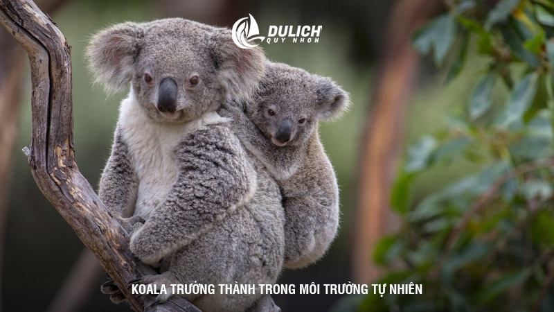 Koala trưởng thành trong môi trường tự nhiên