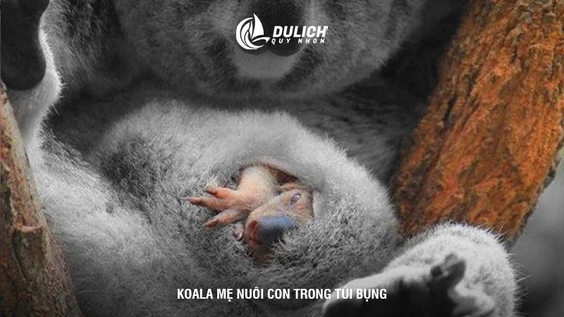 Koala mẹ nuôi con trong túi bụng