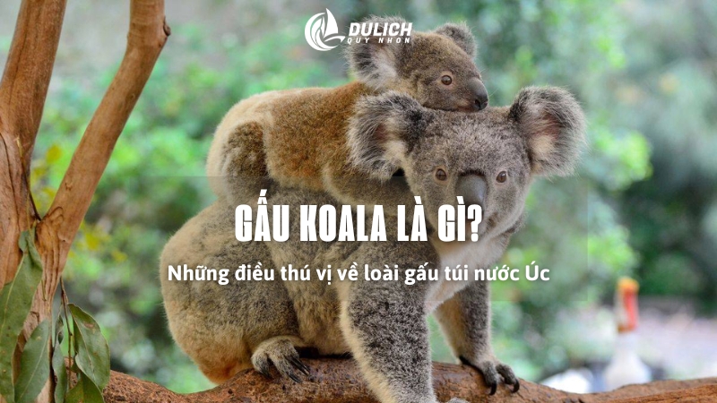 gau-koala-thumb