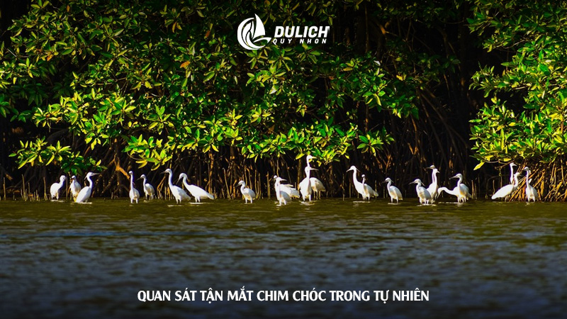 Quan sát tận mắt chim chóc trong tự nhiên