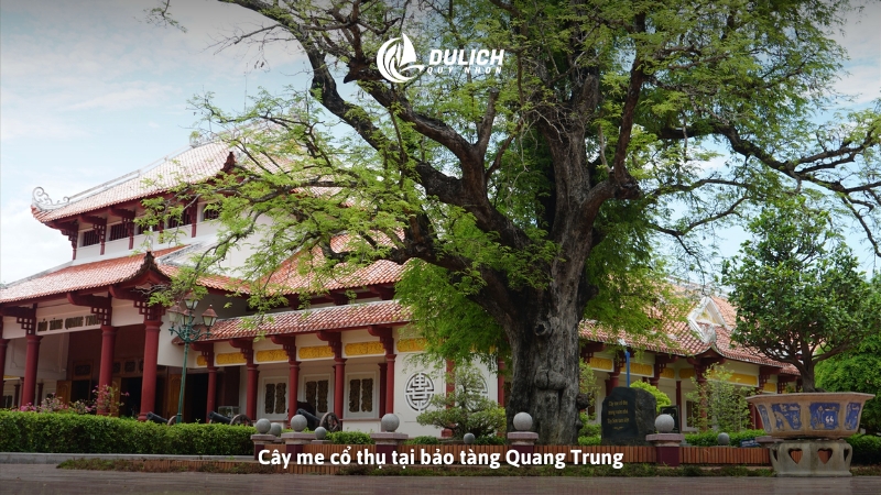 Cây me cổ thụ tại bảo tàng Quang Trung