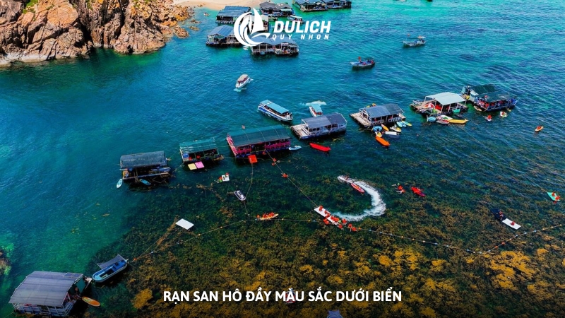Rạn san hô đầy màu sắc dưới biển