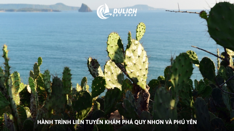 Hành trình liên tuyến khám phá Quy Nhơn và Phú Yên